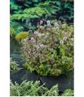 Mentha