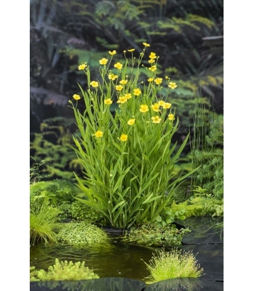Ranunculus
