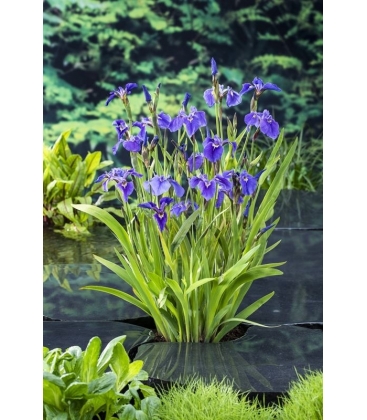 Iris