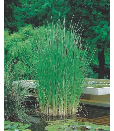 Typha