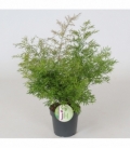 Asparagus