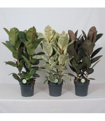 Ficus