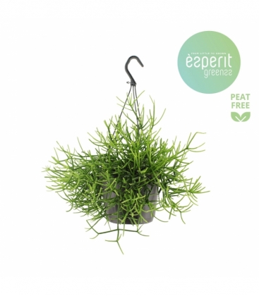 Rhipsalis
