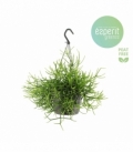 Rhipsalis