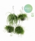 Rhipsalis