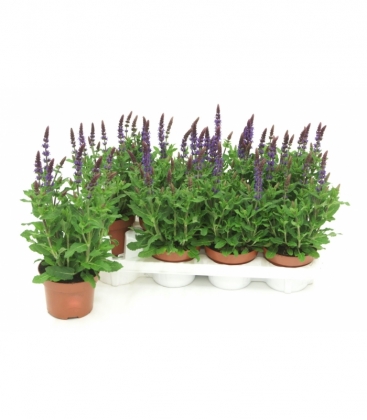 Salvia