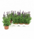 Salvia