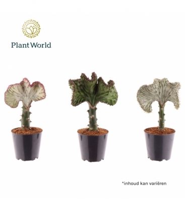 Euphorbia
