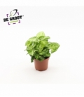 Syngonium