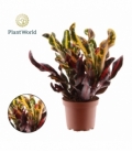 Croton