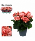 Begonia