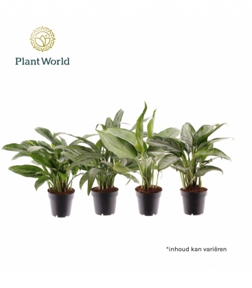 Aglaonema