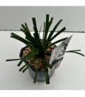 Liriope