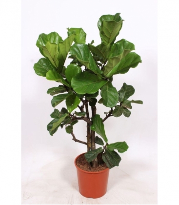 Ficus