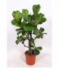 Ficus