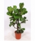 Ficus