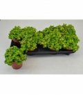 Fittonia