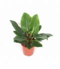 Philodendron