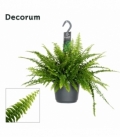 Nephrolepis