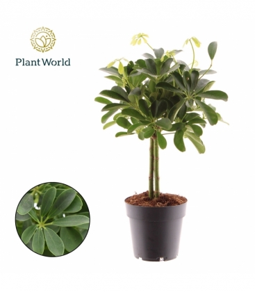 Schefflera