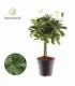 Schefflera