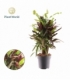 Croton