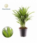 Dypsis