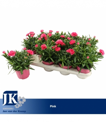 Dianthus