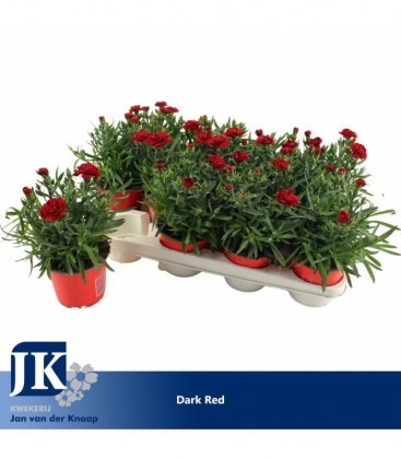 Dianthus