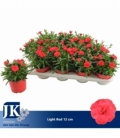 Dianthus