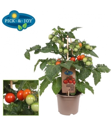 tomatoes
