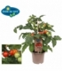 tomatoes