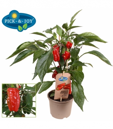 Capsicum