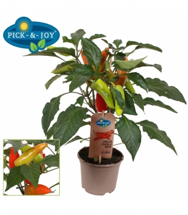 Capsicum