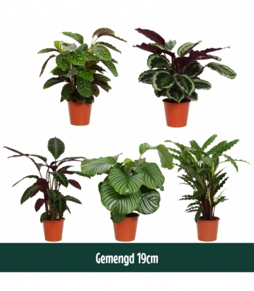 Calathea
