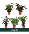 Calathea