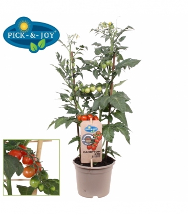 tomatoes