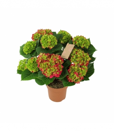 Hydrangea