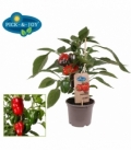 Capsicum