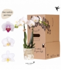 Phalaenopsis