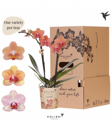 Phalaenopsis
