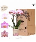 Phalaenopsis