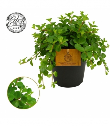 Peperomia