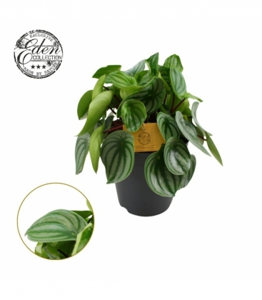 Peperomia