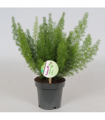 Asparagus