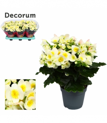 Begonia
