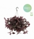 Tradescantia