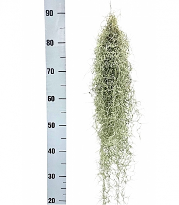 Tillandsia