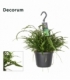 Nephrolepis