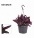 Tradescantia